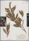 Foto von Salix excelsa S. G. Gmel.